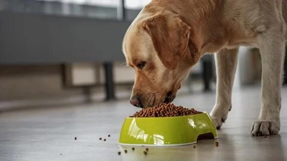 Best Food for Dogs with Food Sensitivities: A Complete Guide for Pet Owners
