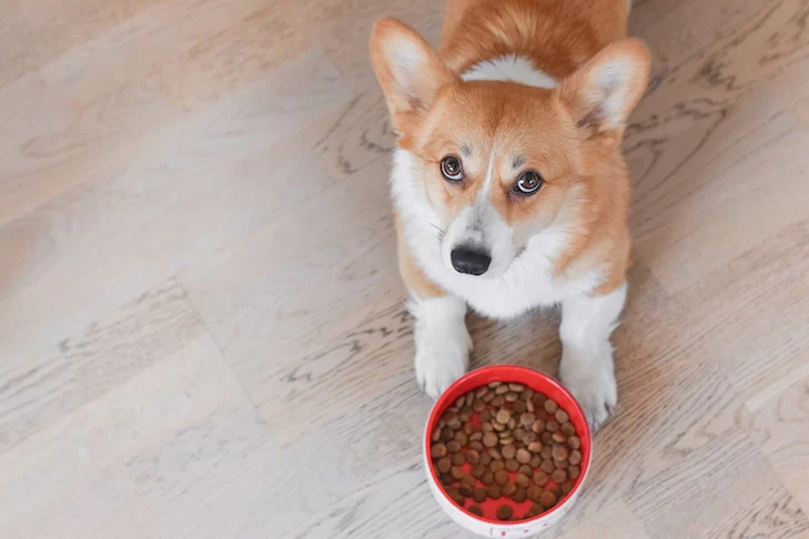 Choosing the Best Dog Food for Puppies: A Comprehensive Guide for Pet Owners