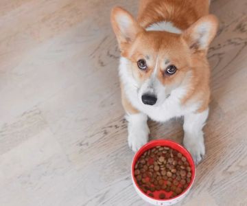 Choosing the Best Dog Food for Puppies: A Comprehensive Guide for Pet Owners