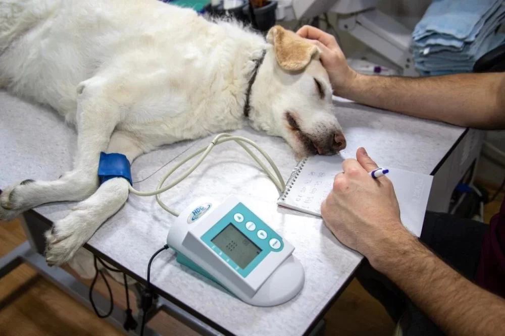 What Healthcare Career Pathway is Veterinarian in? Understanding Veterinary Careers