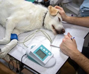 What Healthcare Career Pathway is Veterinarian in? Understanding Veterinary Careers