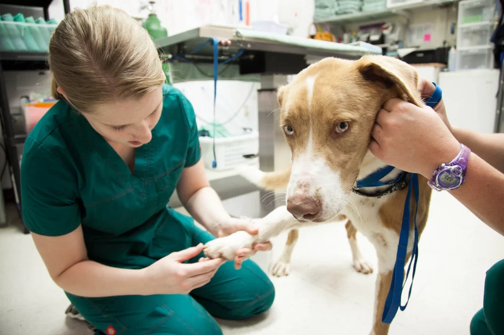What Major Would Veterinarian Be Under? Exploring the Path to a Veterinary Career