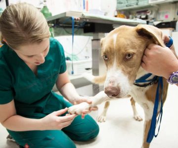 What Major Would Veterinarian Be Under? Exploring the Path to a Veterinary Career