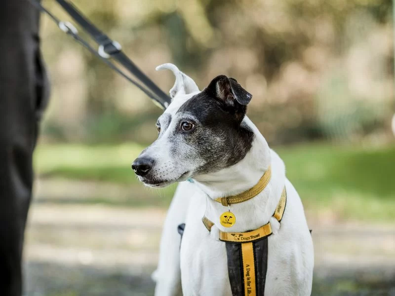 How to Stop a Dog from Barking Excessively: Effective Training Tips