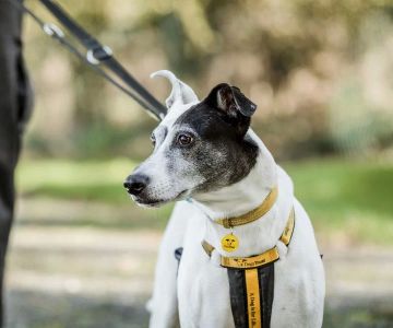 How to Stop a Dog from Barking Excessively: Effective Training Tips