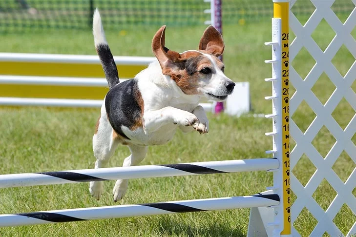 How to Train Your Dog for Agility Competitions: Expert Tips and Techniques