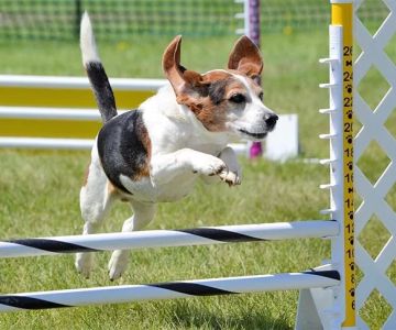 How to Train Your Dog for Agility Competitions: Expert Tips and Techniques
