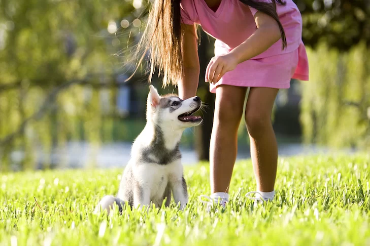 How to Train Your Dog to Be Comfortable with New Environments