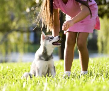 How to Train Your Dog to Be Comfortable with New Environments
