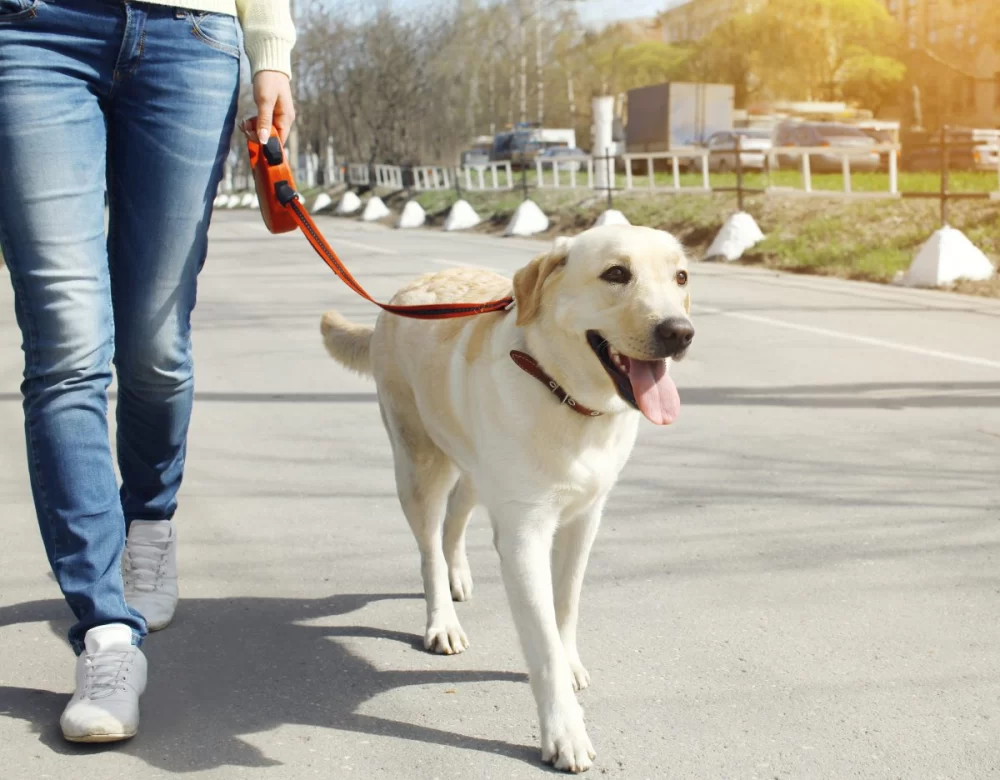How to Train Your Dog to Walk Beside You: Step-by-Step Guide for Success