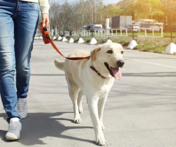 How to Train Your Dog to Walk Beside You: Step-by-Step Guide for Success