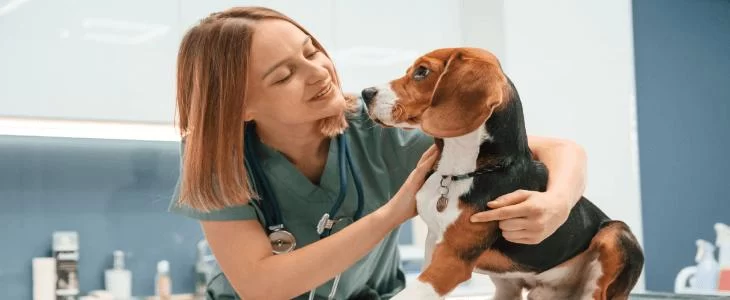 Can Veterinarian Grooming Services Be Considered for Section 199A? A Guide to Tax Considerations