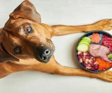 Homemade Dog Food for Food Allergies: Allergy-Friendly Recipes and Tips