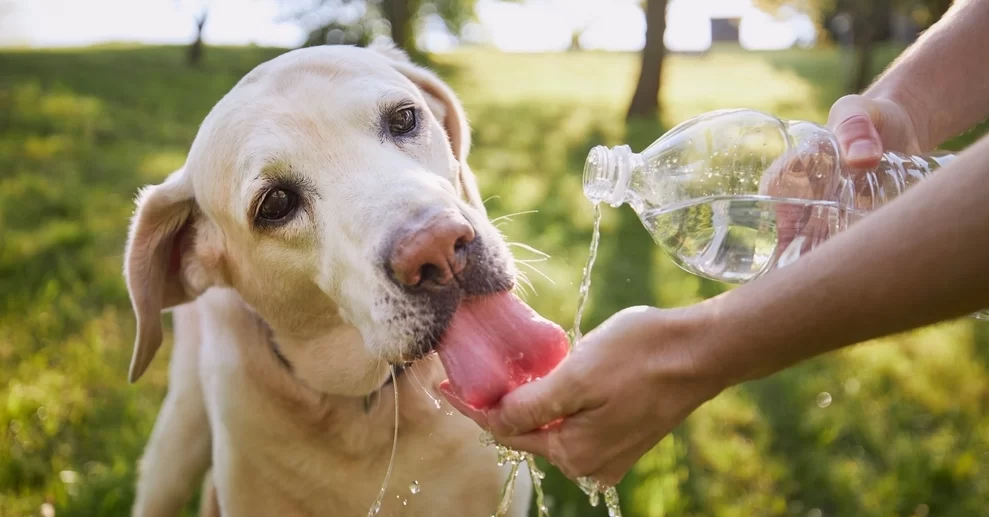 The Importance of Hydration in Your Pet's Diet