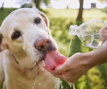 The Importance of Hydration in Your Pet's Diet