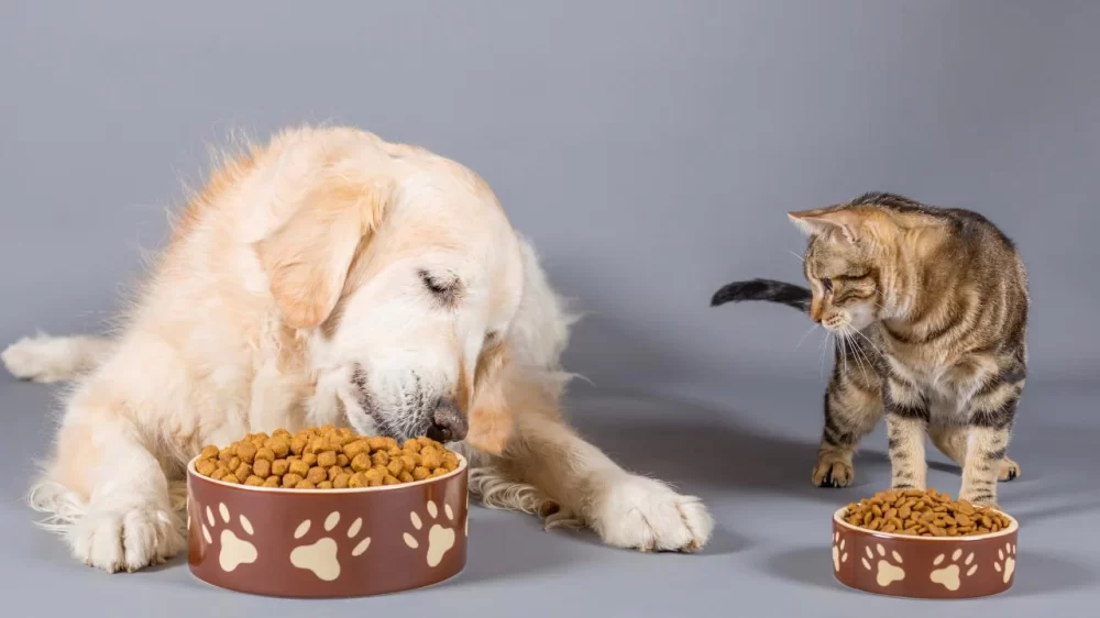 The Benefits of Antioxidants in Pet Food: Boosting Your Pet’s Health