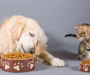 The Benefits of Antioxidants in Pet Food: Boosting Your Pet’s Health