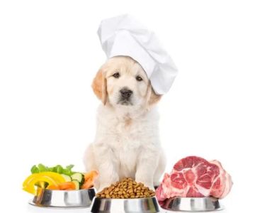 Benefits of Raw Food Diets for Pets: Why It's Worth Considering