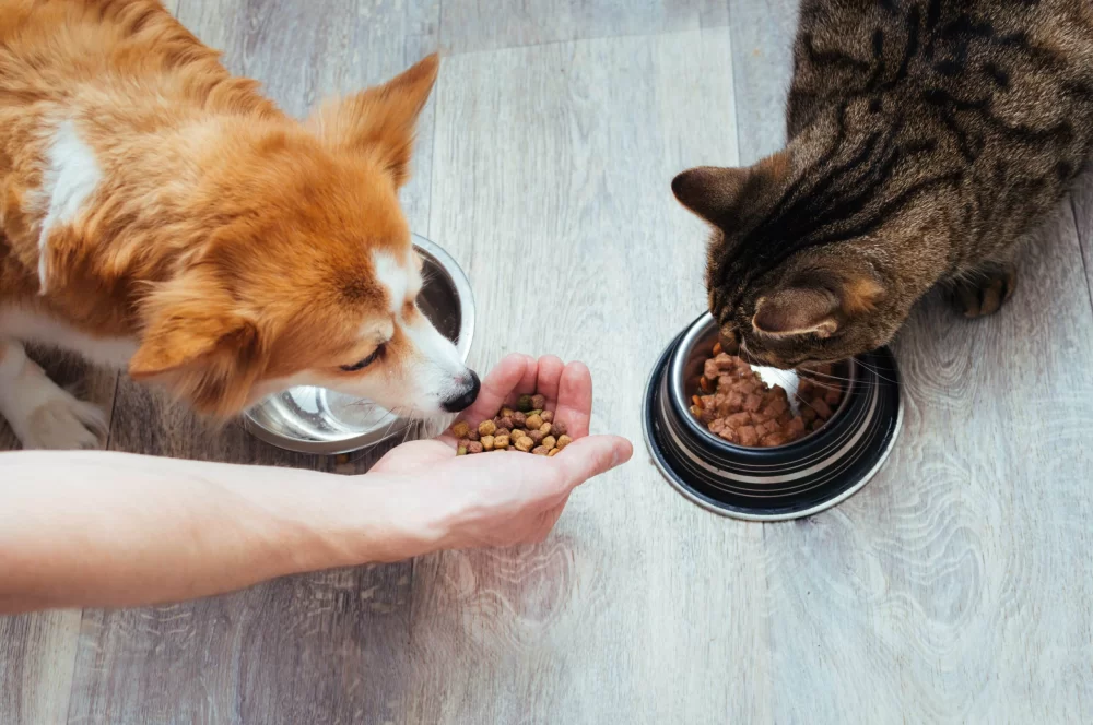 How to Maintain a Healthy Diet for Your Pet: Essential Nutrition Tips
