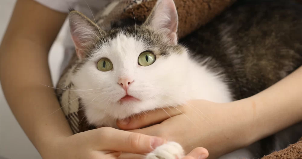 How to Manage Cat Arthritis: Tips and Treatments for Comfort