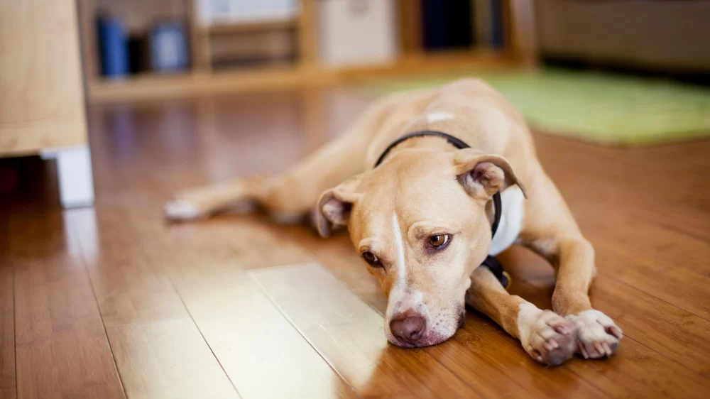 Signs Your Dog May Be Suffering from Depression: How to Recognize the Symptoms