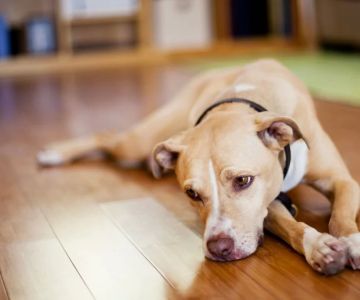 Signs Your Dog May Be Suffering from Depression: How to Recognize the Symptoms