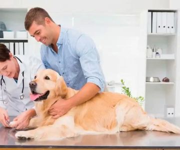 Top Tips for Keeping Your Dog Calm at the Vet
