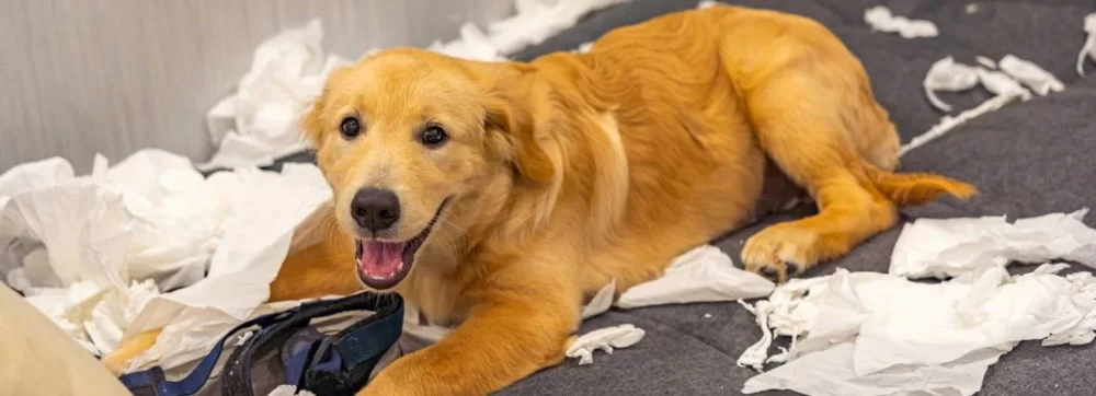 Dealing with Separation Anxiety in Dogs: Effective Tips and Strategies