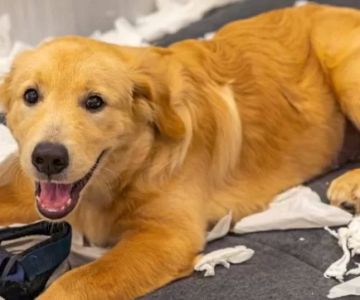 Dealing with Separation Anxiety in Dogs: Effective Tips and Strategies