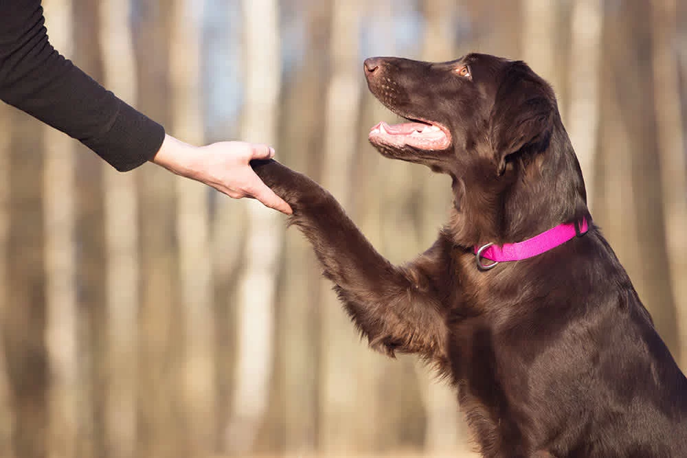 Best Ways to Train Your Dog for Obedience: Effective Tips and Techniques