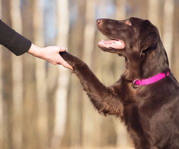 Best Ways to Train Your Dog for Obedience: Effective Tips and Techniques
