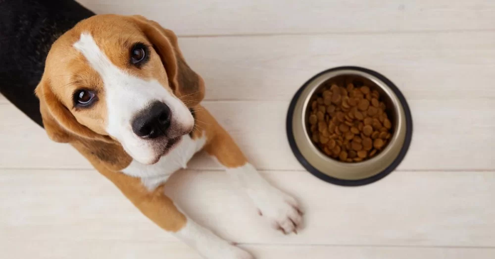 High-Protein Dog Food for Muscle Gain: Best Options and Benefits