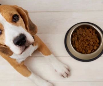 High-Protein Dog Food for Muscle Gain: Best Options and Benefits