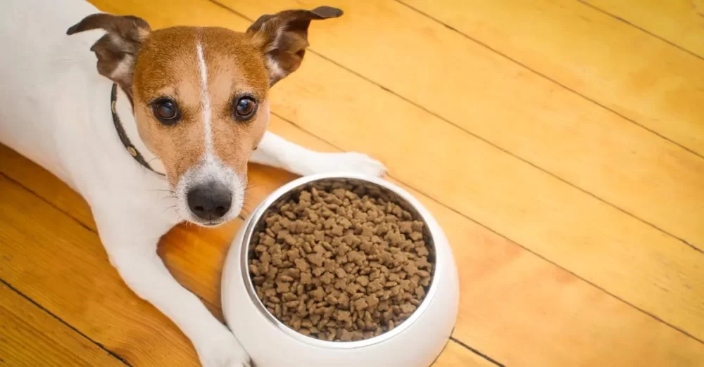 Best Dog Food for Sensitive Stomachs: Top Picks for Your Pet's Comfort