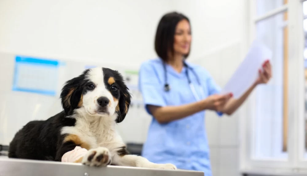 How Much Does a Veterinarian Earn in Chile? Veterinary Salary Insights