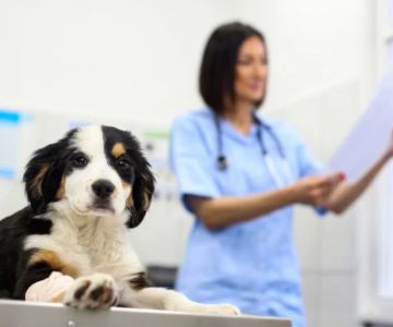 How Much Does a Veterinarian Earn in Chile? Veterinary Salary Insights