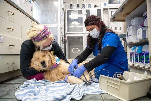 What Education Is Needed to Become a Veterinary Technician?