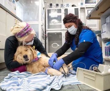 What Education Is Needed to Become a Veterinary Technician?