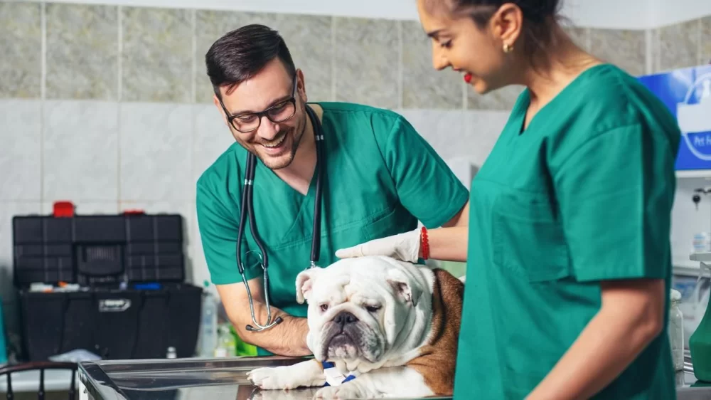 Do You Call a Veterinarian Doctor? Understanding the Role of Veterinarians