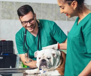 Do You Call a Veterinarian Doctor? Understanding the Role of Veterinarians