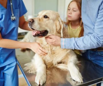 Understanding the Role of De Blander Veterinarian: A Comprehensive Guide
