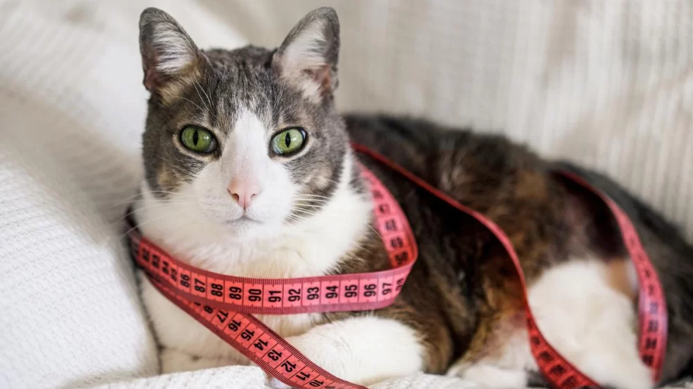 Trusted Veterinarians for Cats in New York: Your Guide to Expert Cat Care