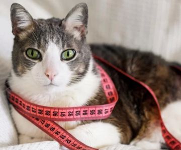 Trusted Veterinarians for Cats in New York: Your Guide to Expert Cat Care
