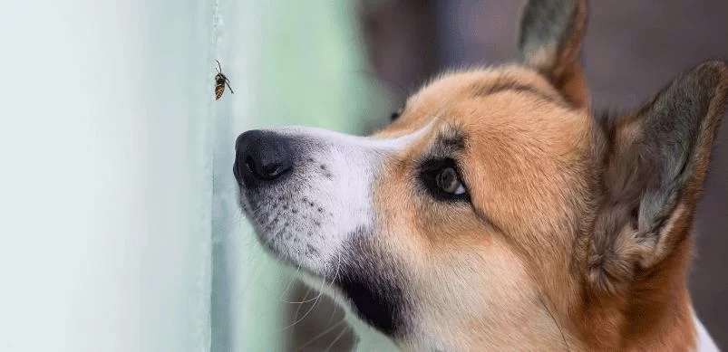 How to Identify and Treat Dog Allergies: A Complete Guide for Pet Owners