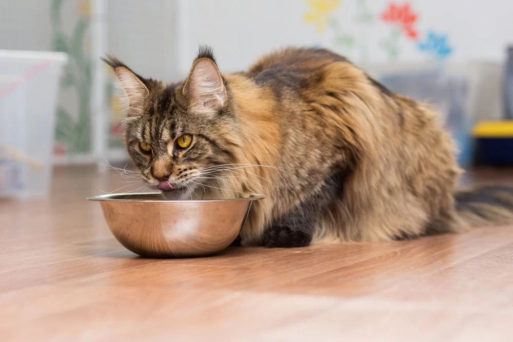 Best Cat Food for Weight Gain: Healthy Solutions for Underweight Cats