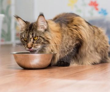 Best Cat Food for Weight Gain: Healthy Solutions for Underweight Cats