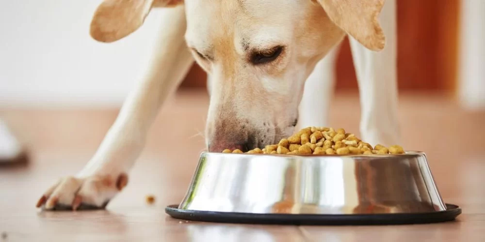 Best Dog Food for Heart Disease: Top Picks to Support Your Dog’s Heart Health