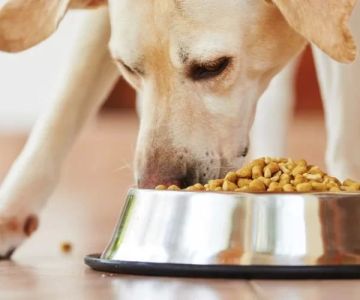 Best Dog Food for Heart Disease: Top Picks to Support Your Dog’s Heart Health