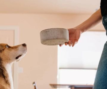 How to Handle a Pet with Food Allergies: Tips and Solutions for Pet Owners
