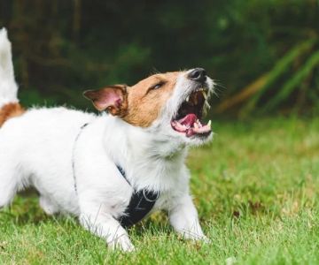 How to Train Your Dog to Stop Barking at the Fence: Effective Solutions